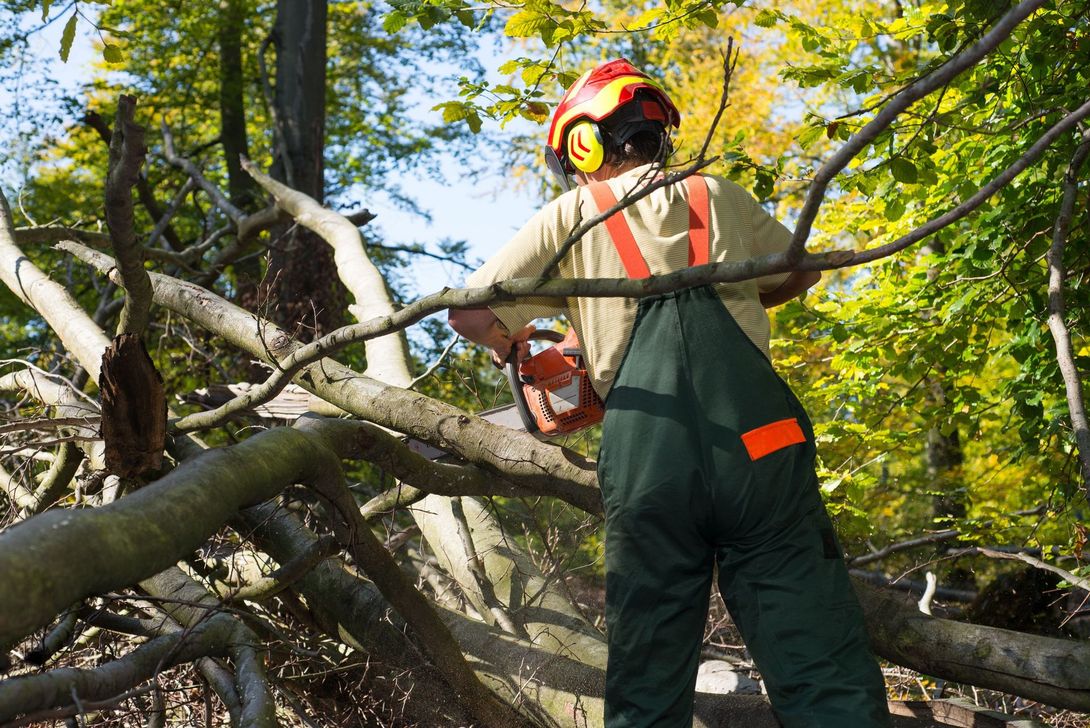 lumberjack tree cutting