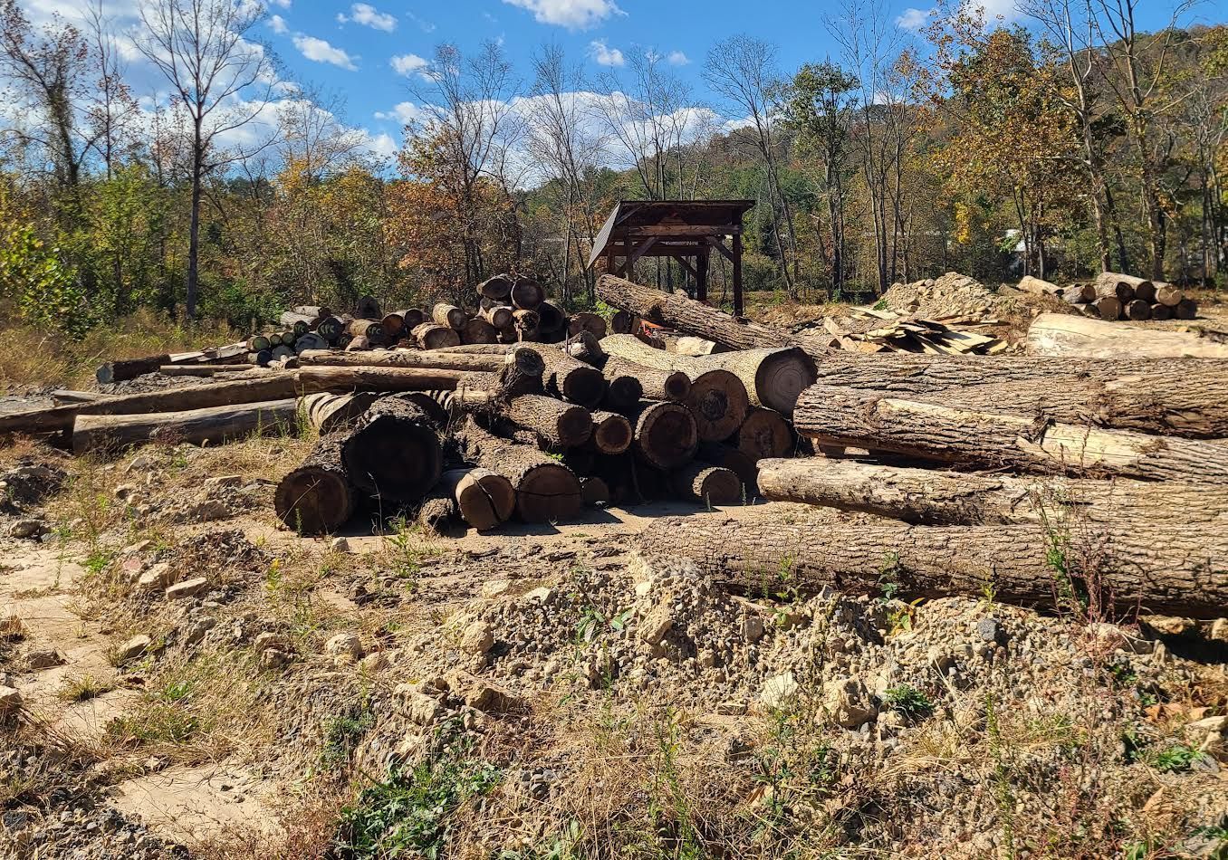 Logs piled on a dirt clearing in a wooded area, with a wooden structure in the background under a blue sky.