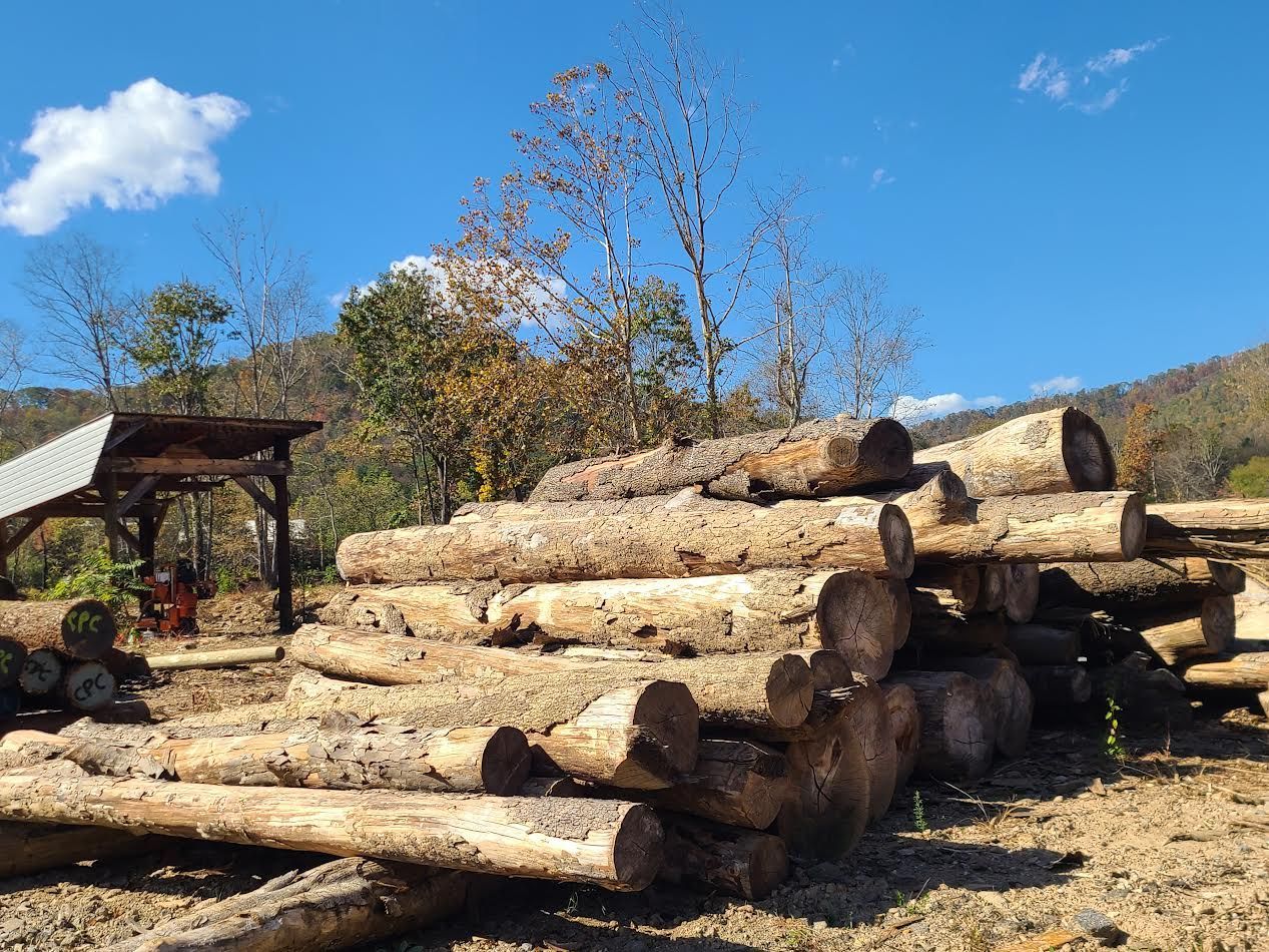 Logs piled near a wooden structure under a blue sky, with autumn foliage in the background.