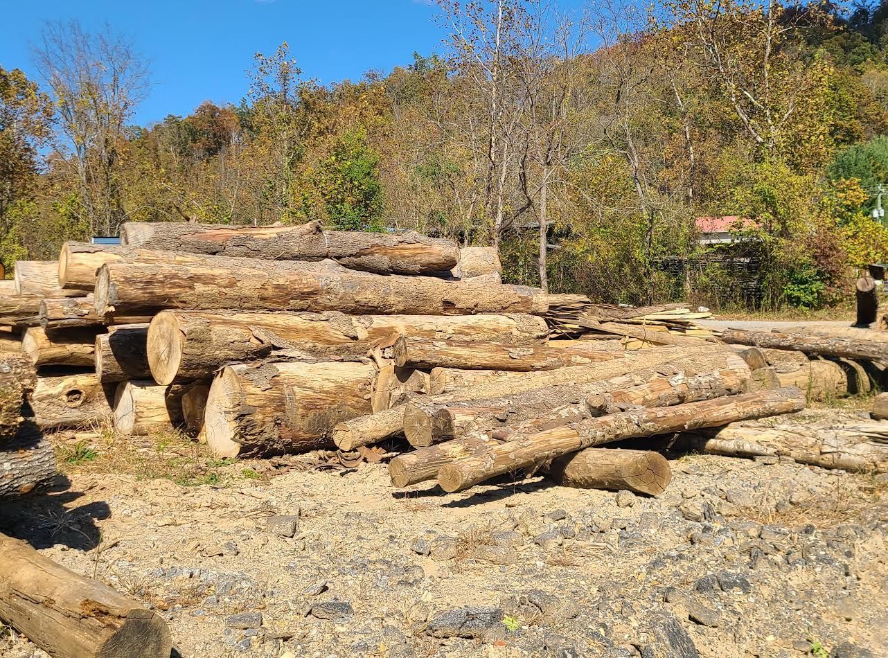 Pile of freshly cut logs on gravel, with trees in the background under a blue sky.