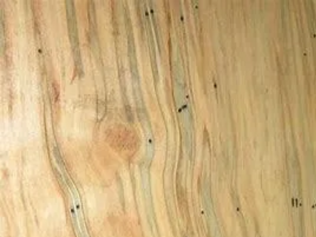 Close-up of wood grain with shades of tan, blue-green, and dark black spots.