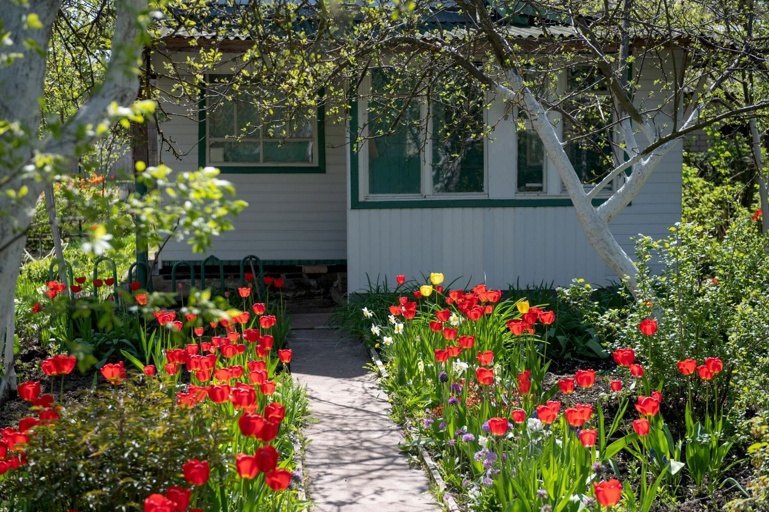 A stone path leads to a white cottage surrounded by vibrant red tulips and green trees on a sunny day.