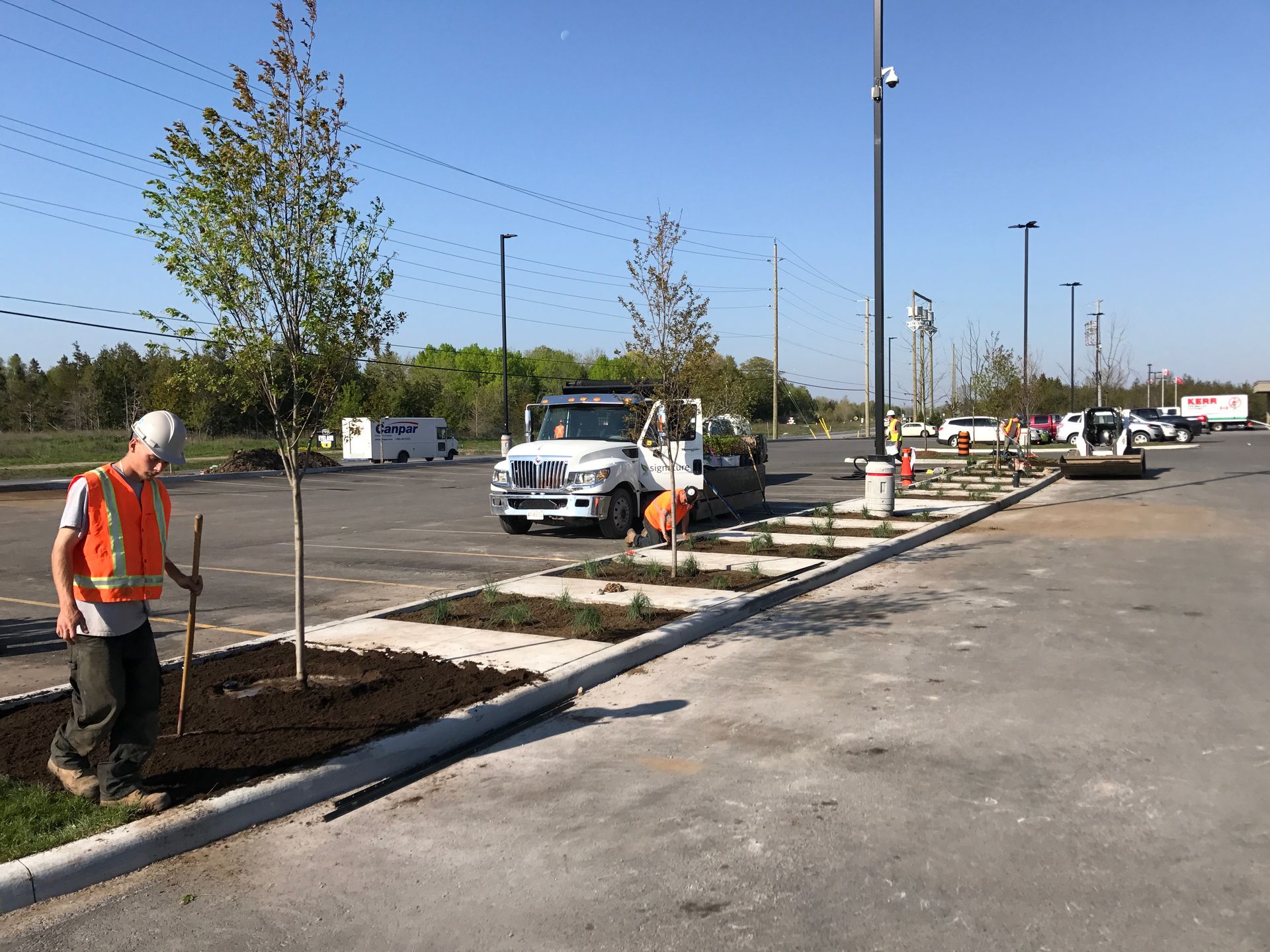 A man is planting a tree in a parking lot.