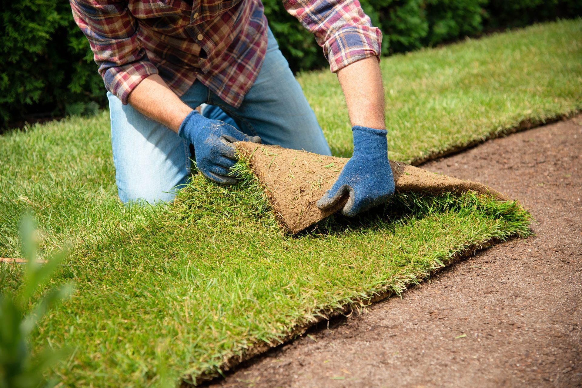 A man is laying a roll of sod on a lawn.