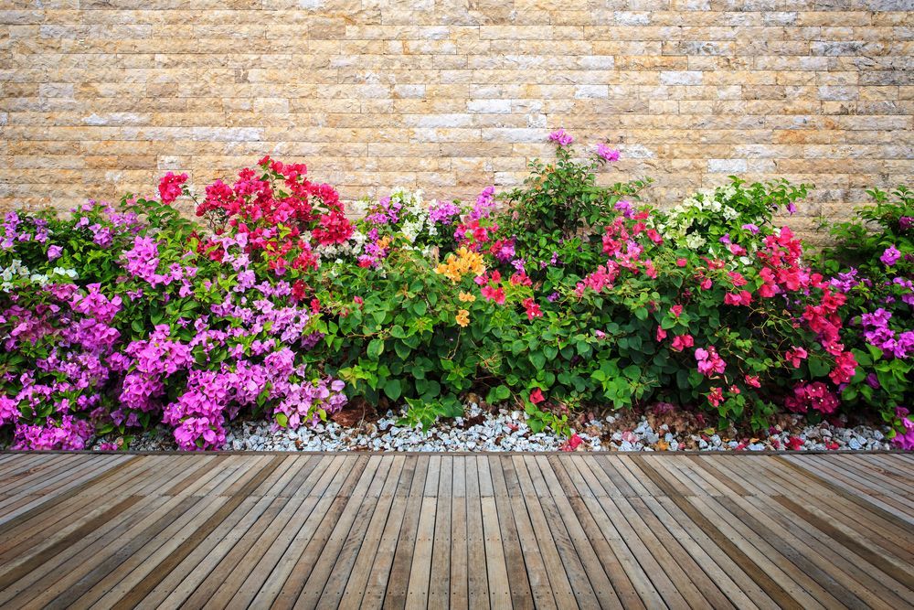 Colorful bougainvillea flowers against a tan brick wall, with a wooden floor in the foreground.