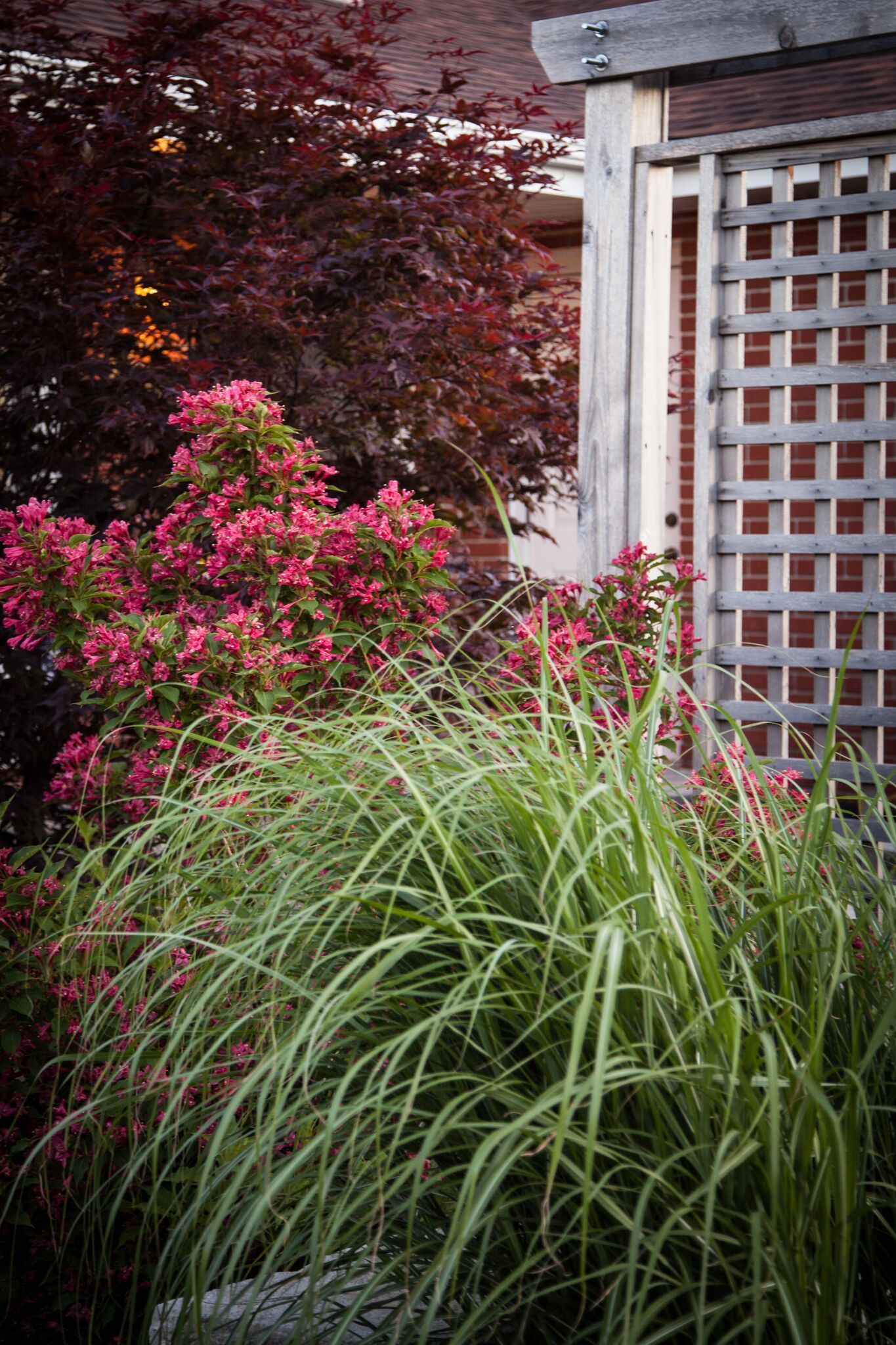 A garden with tall grass and pink flowers and a trellis.