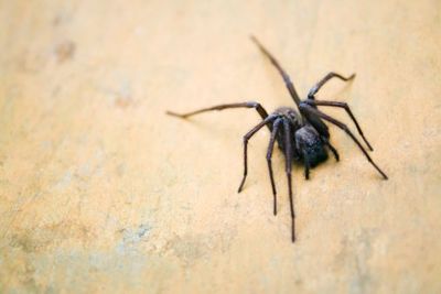Spiders - Pest - East Longmeadow, MA