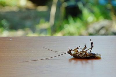 Roaches - Pest - East Longmeadow, MA