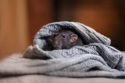 Mice - Rodents - East Longmeadow, MA