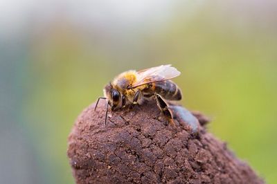 Bees - Pest - East Longmeadow, MA