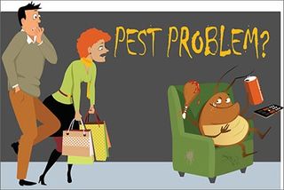 Pest problem - Problem - East Longmeadow, MA