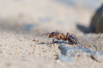 Ant - Pest - East Longmeadow, MA