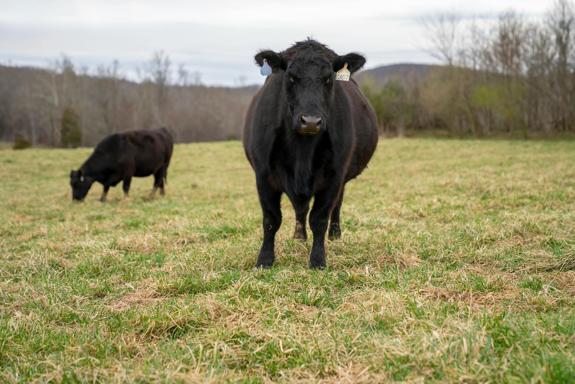 Two black cows are standing in a grassy field.