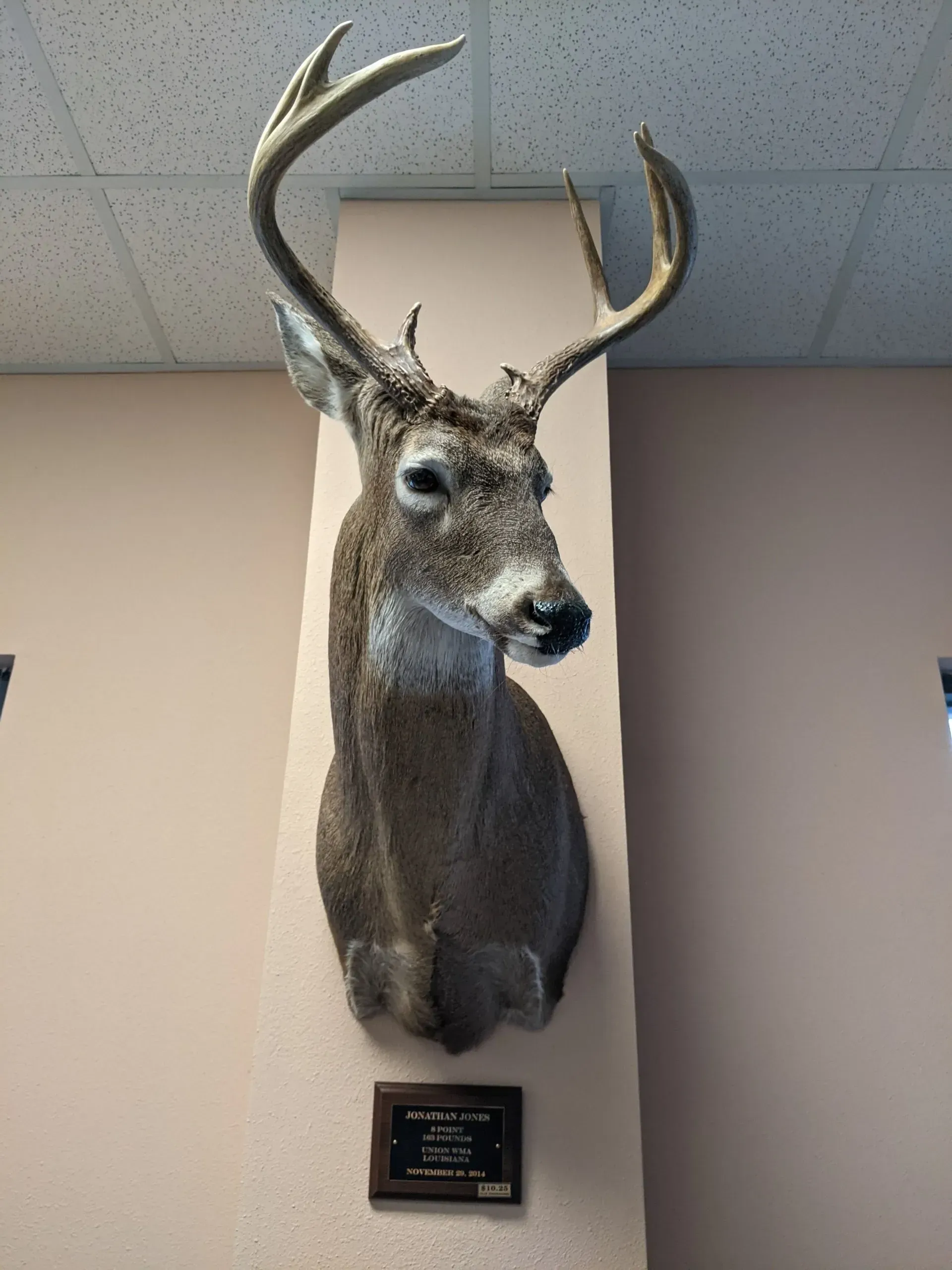 A deer head mounted on a wall in a room
