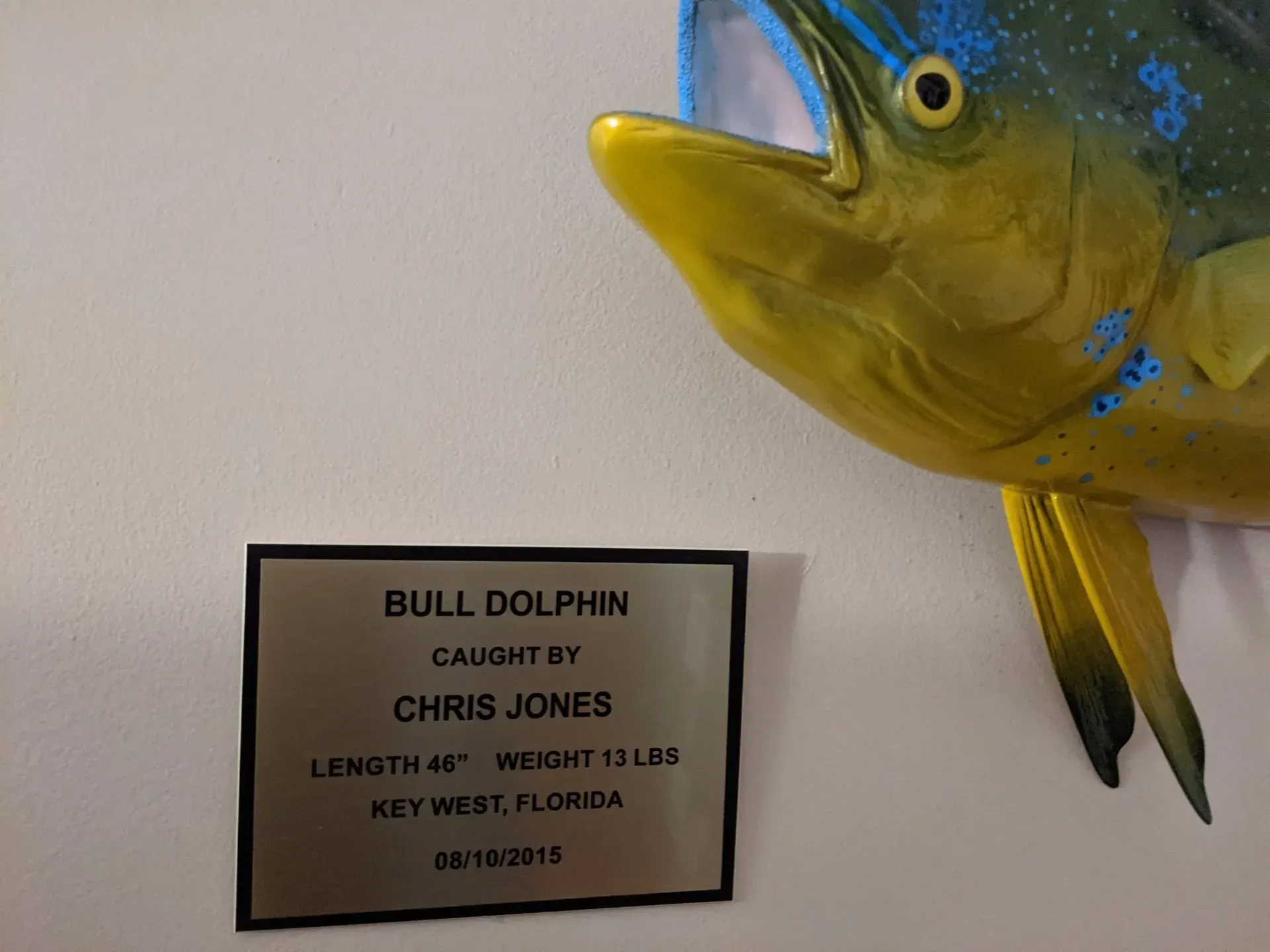 A bull dolphin that was caught by chris jones