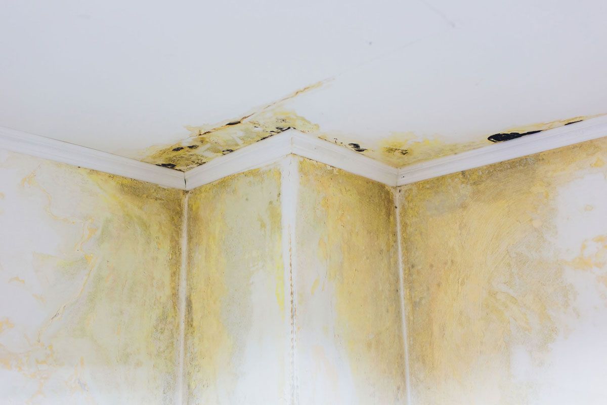 Mold growth on the corner of a ceiling and wall; yellow and black discoloration.