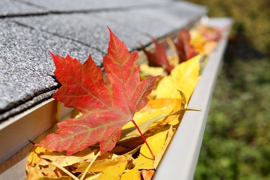 Red and yellow fall leaves fill a gutter on a gray shingled roof.