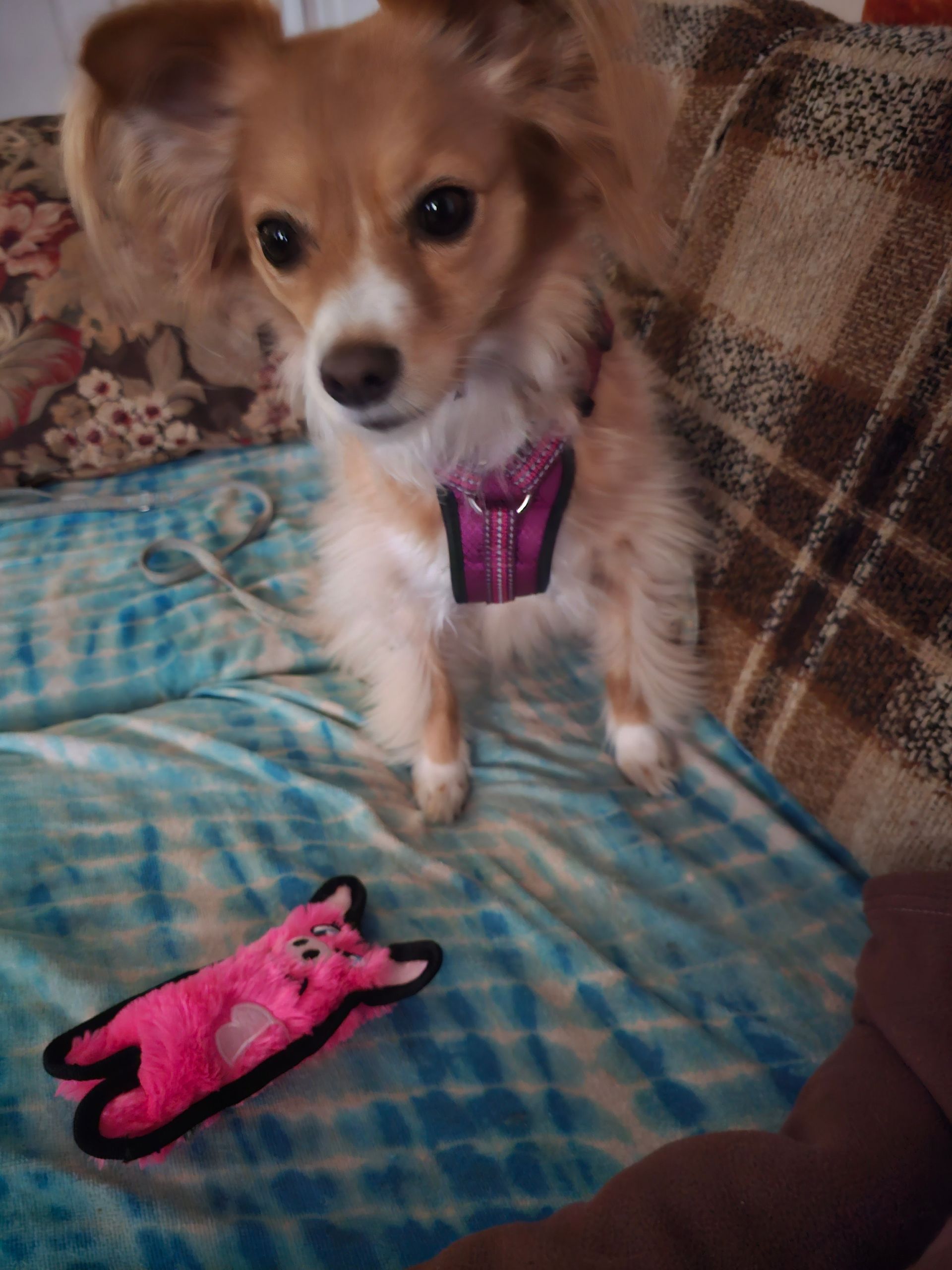 June Bug, Puzzle Day Founder Jodi Jill's dog