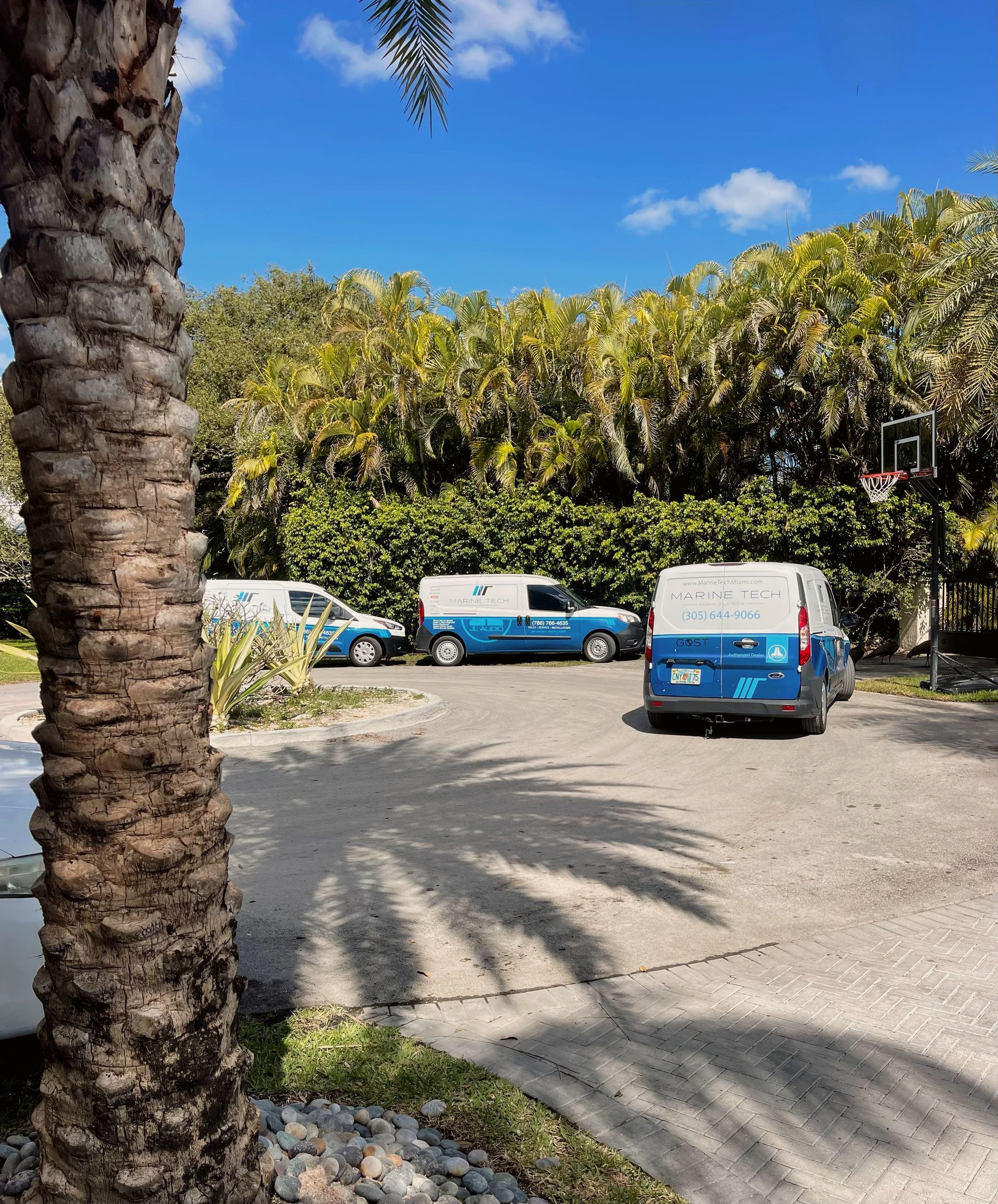 A row of blue vans are parked in a parking lot next to a palm tree.