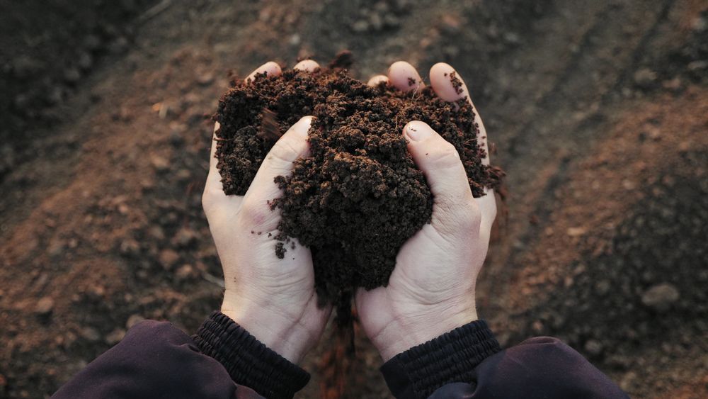 Hands Cupped, Holding Dark, Rich Soil — Barry's Recycling in Redland Bay, QLD