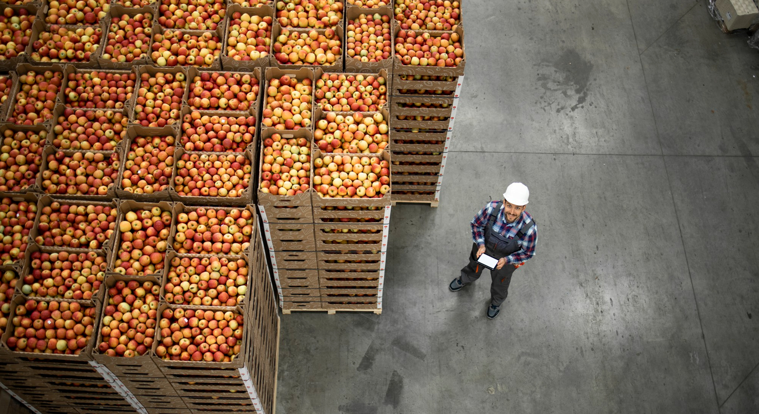Worker in a warehouse inspecting stacks of crates filled with fruit.