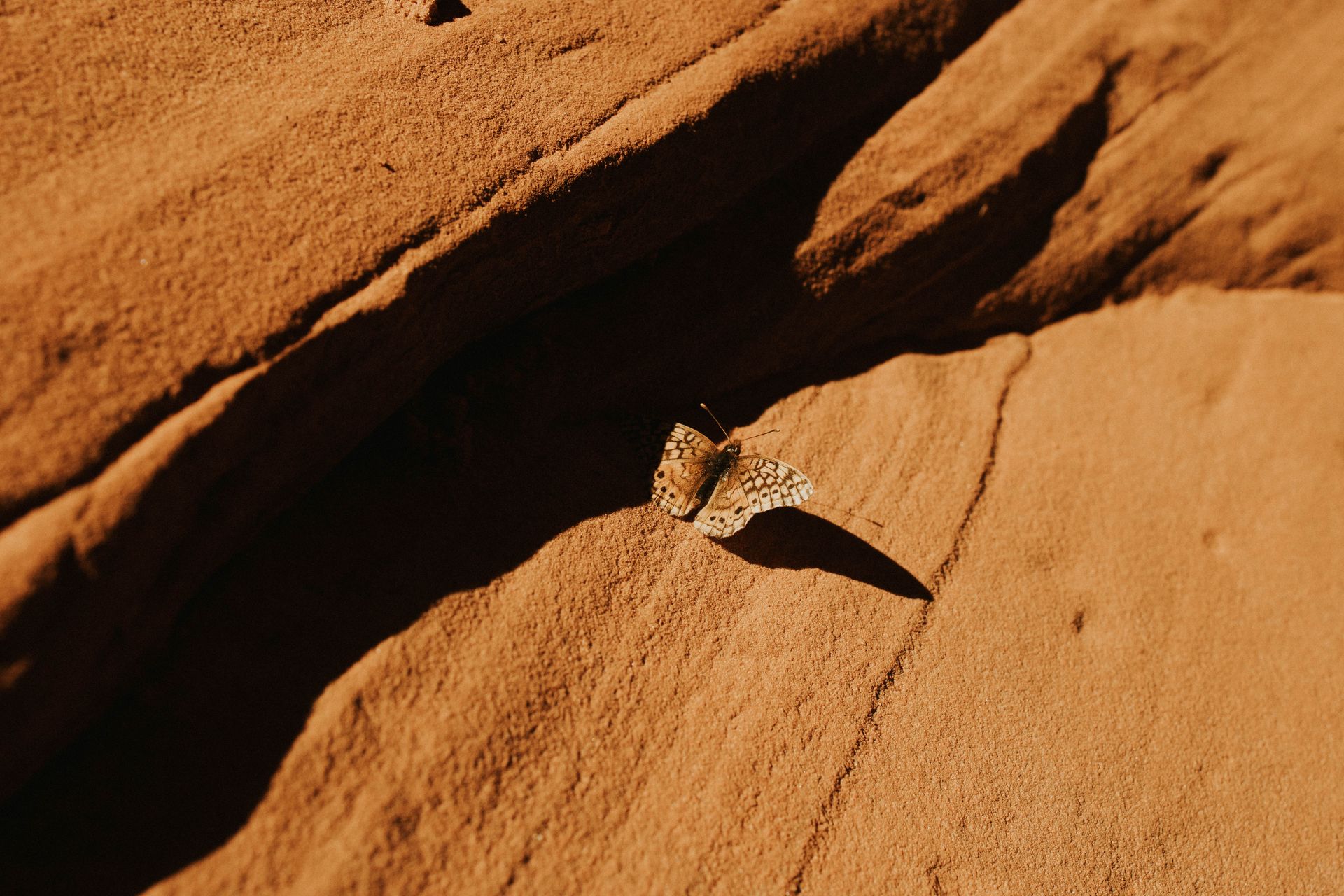 A butterfly is sitting on a rock in the desert