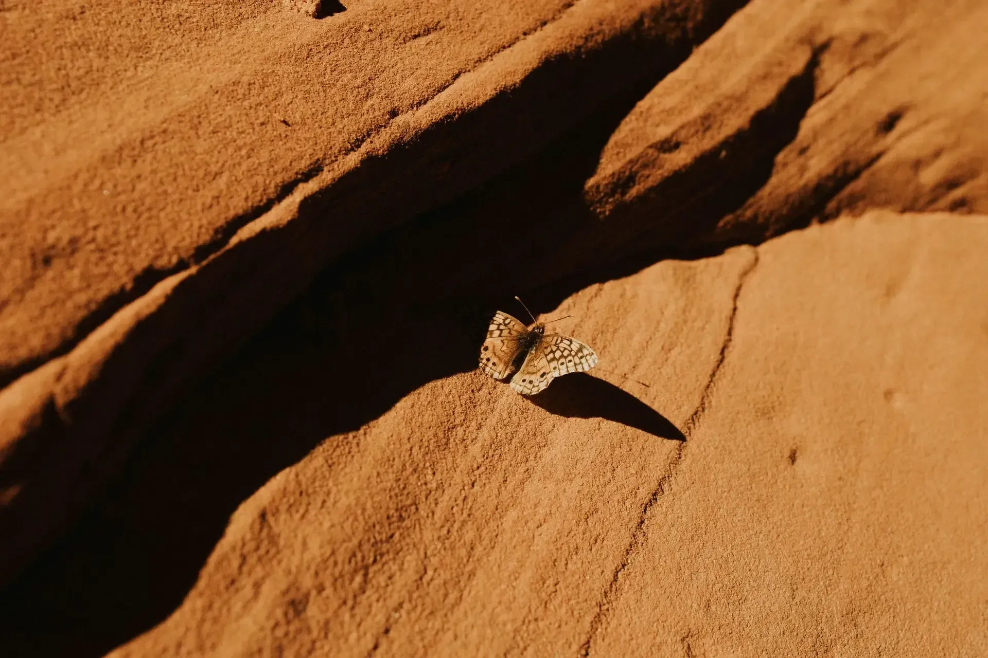 Small butterfly on orange sandstone, casting a long shadow in bright sunlight