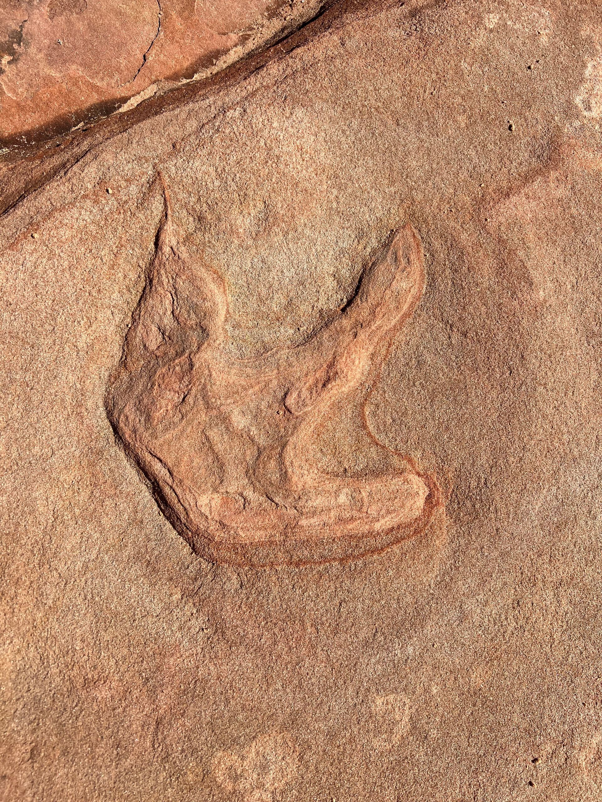 A close up of a footprint in the sand on a rock.