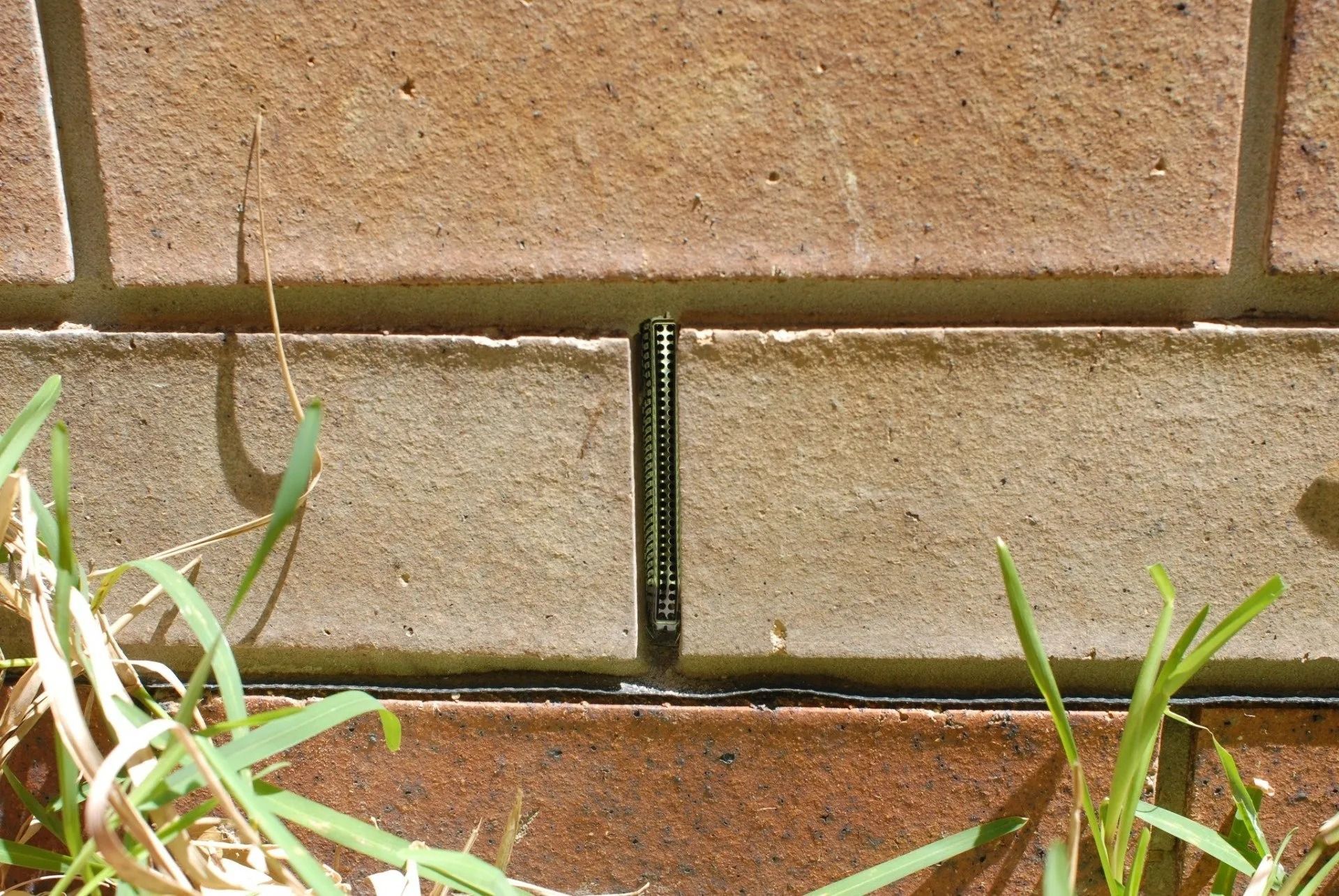 Black Millipede on a Brick Wall, Next to Green Grass — Hunter Valley Bricks & Pavers in Scone, NSW