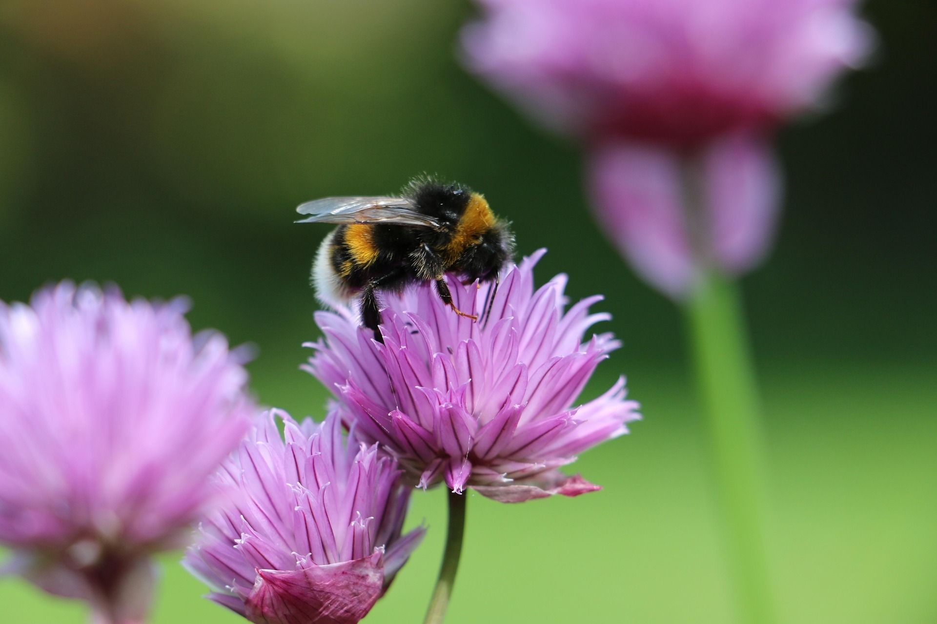 bee pollenating a flower
