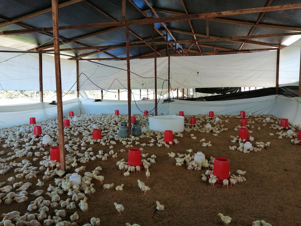 AVICOLA SANTA ELVITA UCAYALI