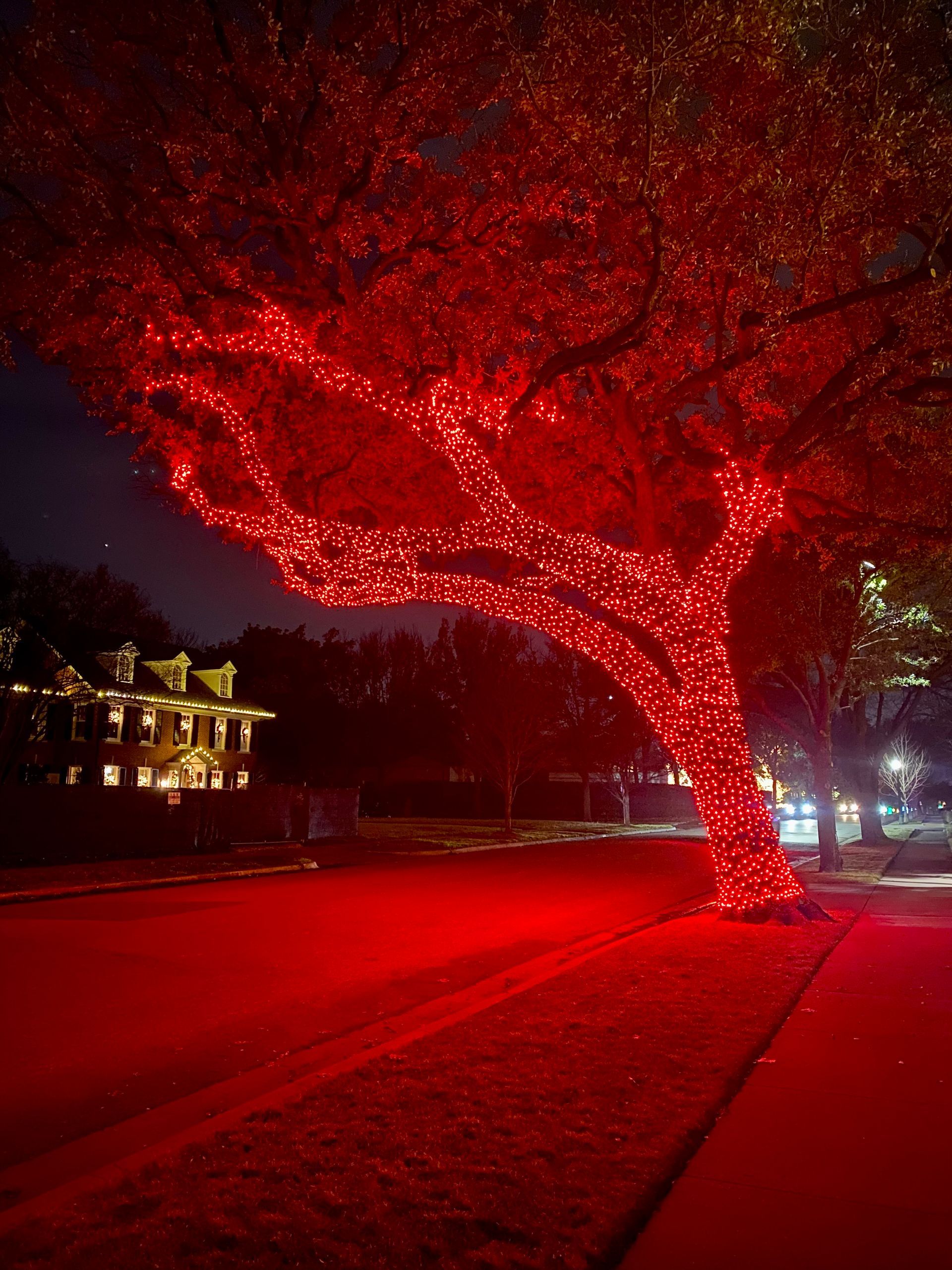 Tree with Red Lights
