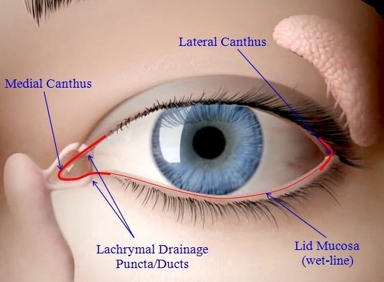 Key Eyelid Structures - Areas to avoid when doing permanent eyeliner (eyeliner tattoo)