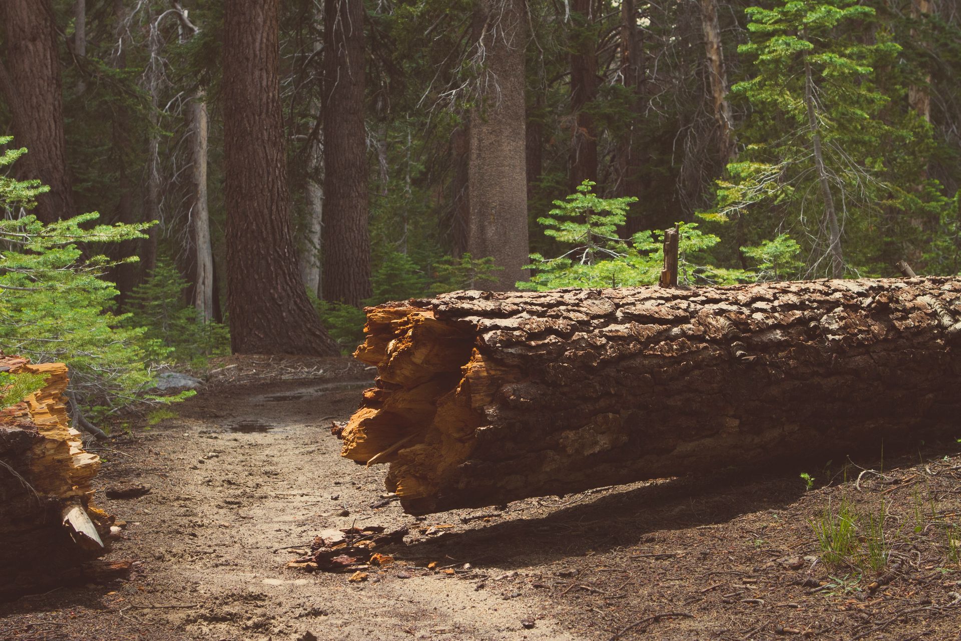 A tree fallen over after storm in a forrest