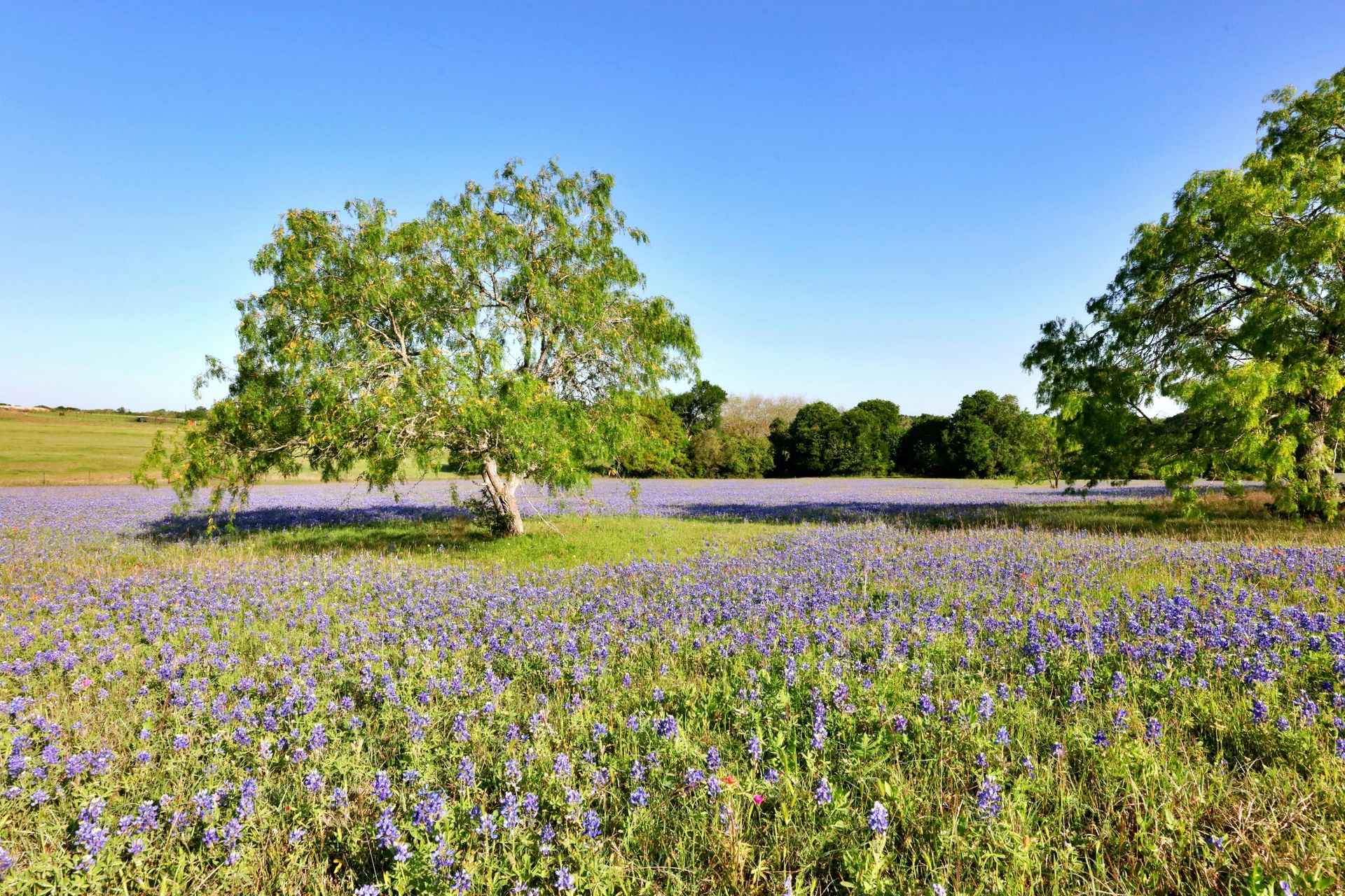 Field of bluebonnets with a few trees under a bright blue sky.