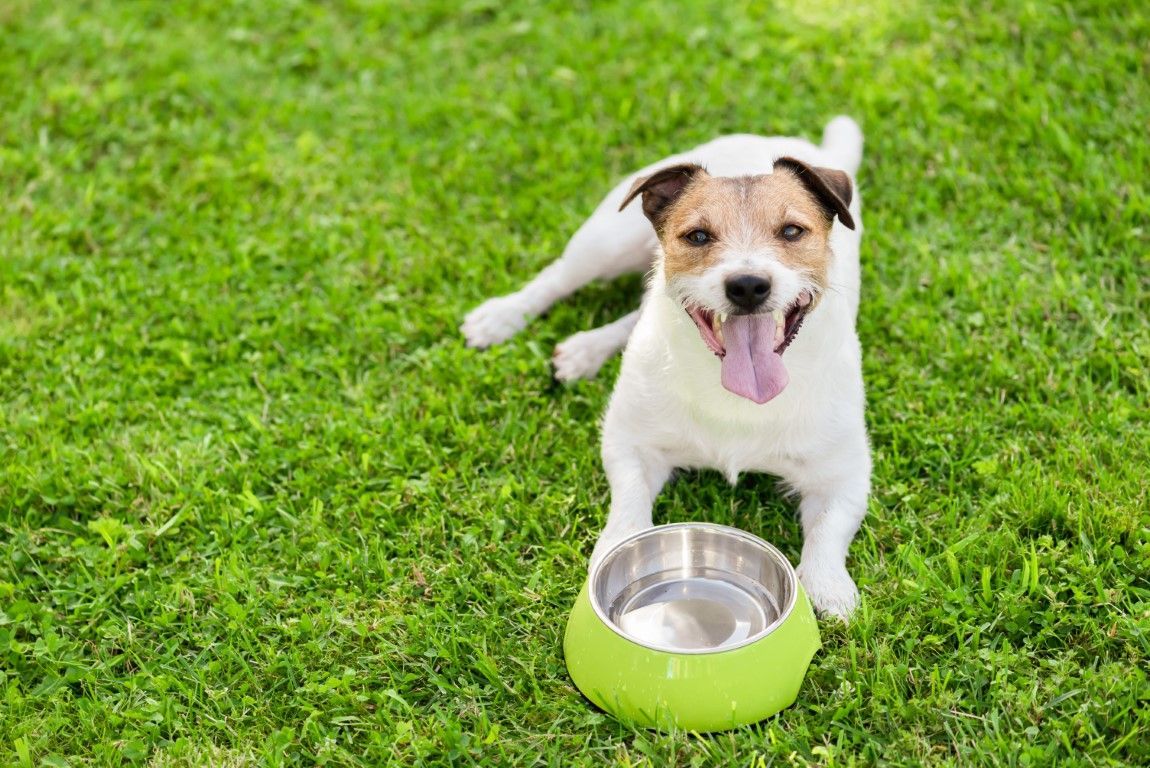Artificial Grass Hurt Dogs?