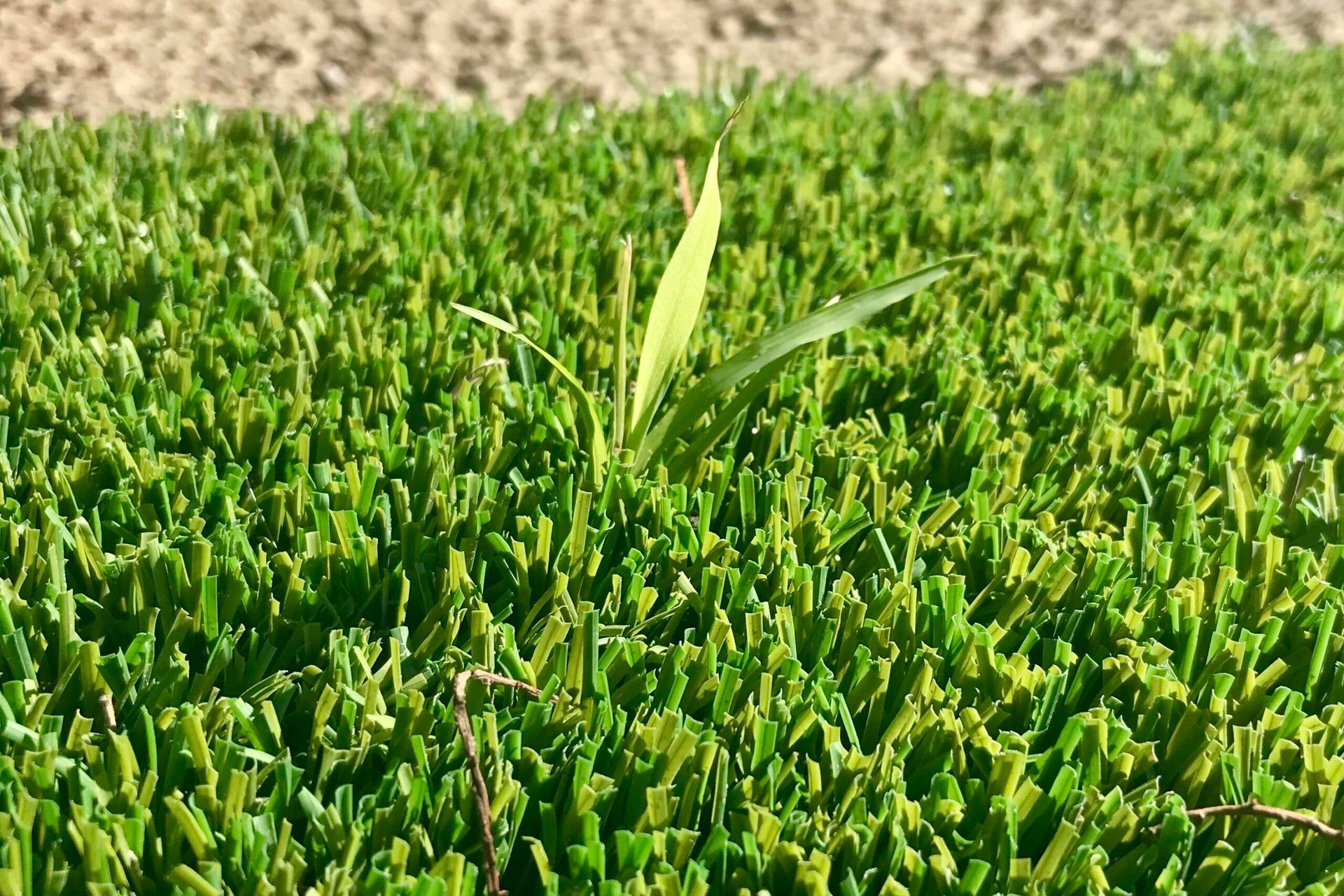 Artificial turf and Weeds