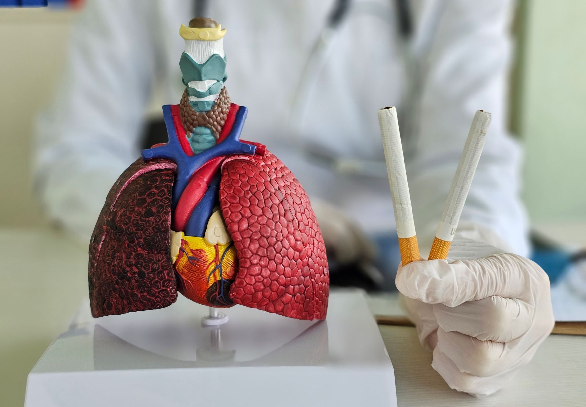 A doctor is holding two cigarettes next to a model of a lung.