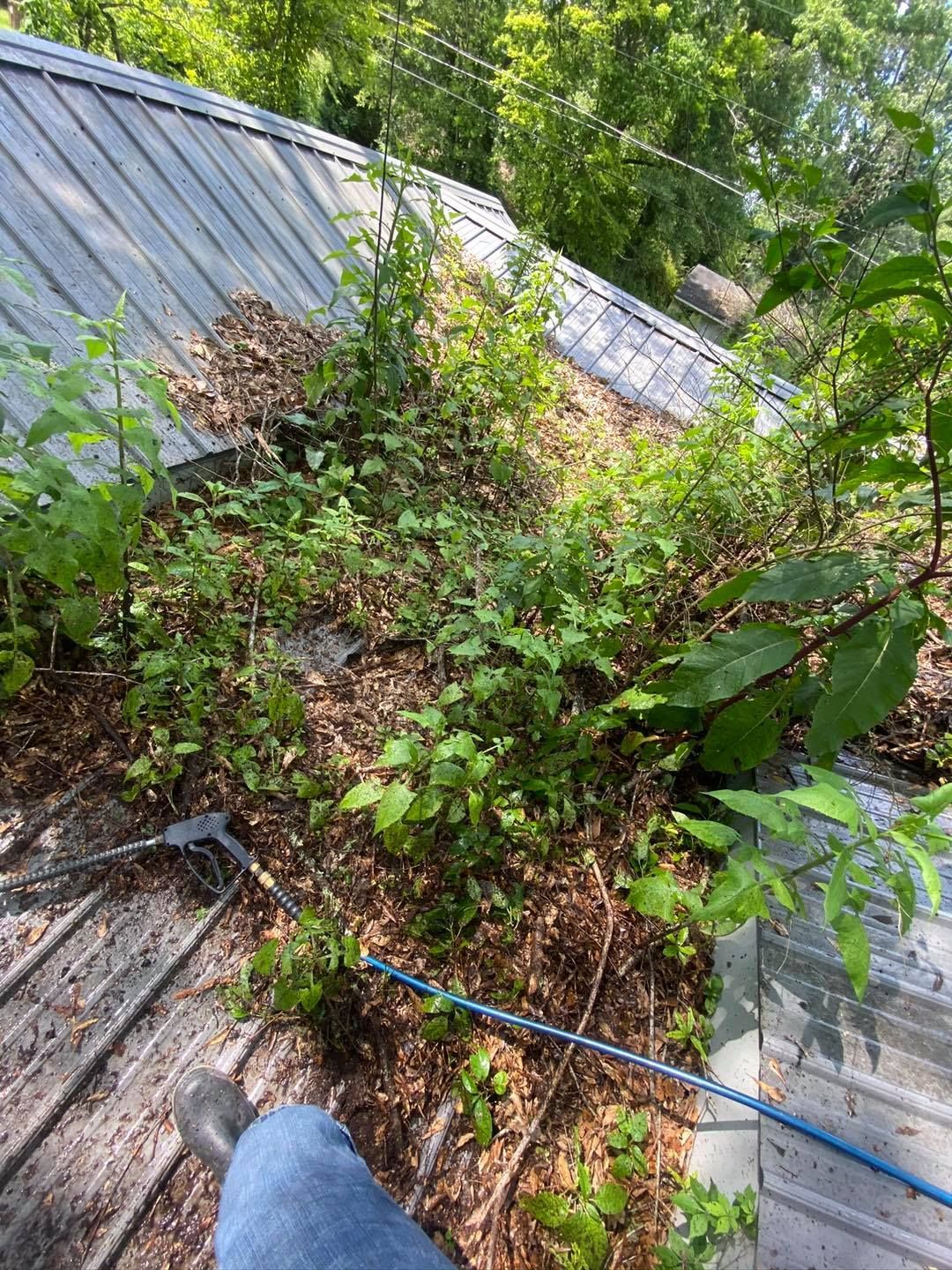 A person is sitting on the roof of a building surrounded by plants.