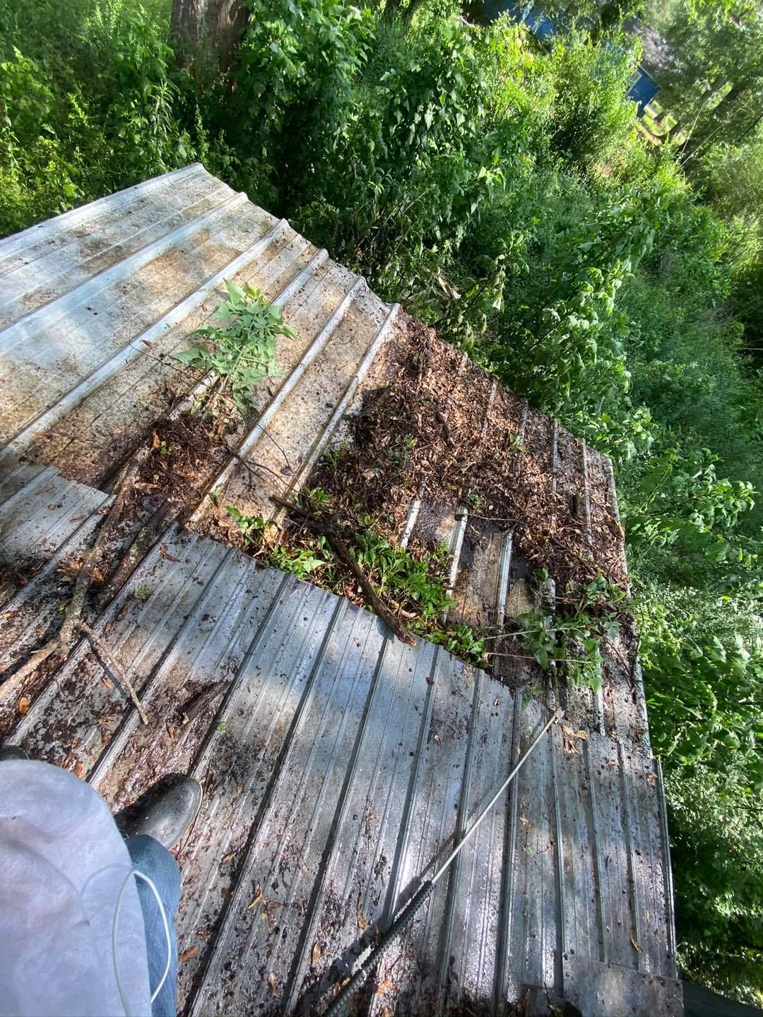 A person is standing on a wooden deck in the woods.