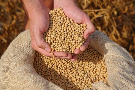 Hands holding beige soybeans over a burlap sack filled with soybeans