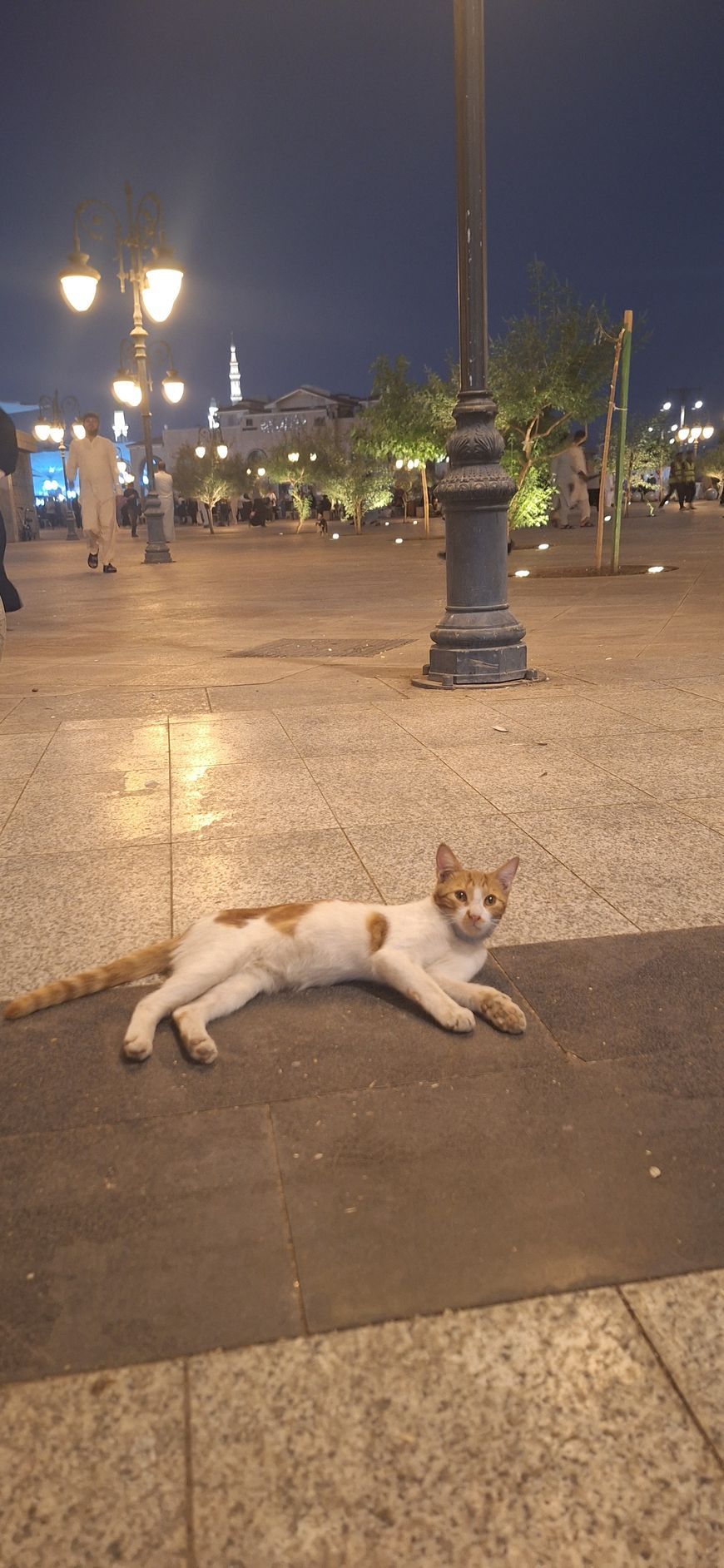 's Nachts ligt een kat op de grond in een park.