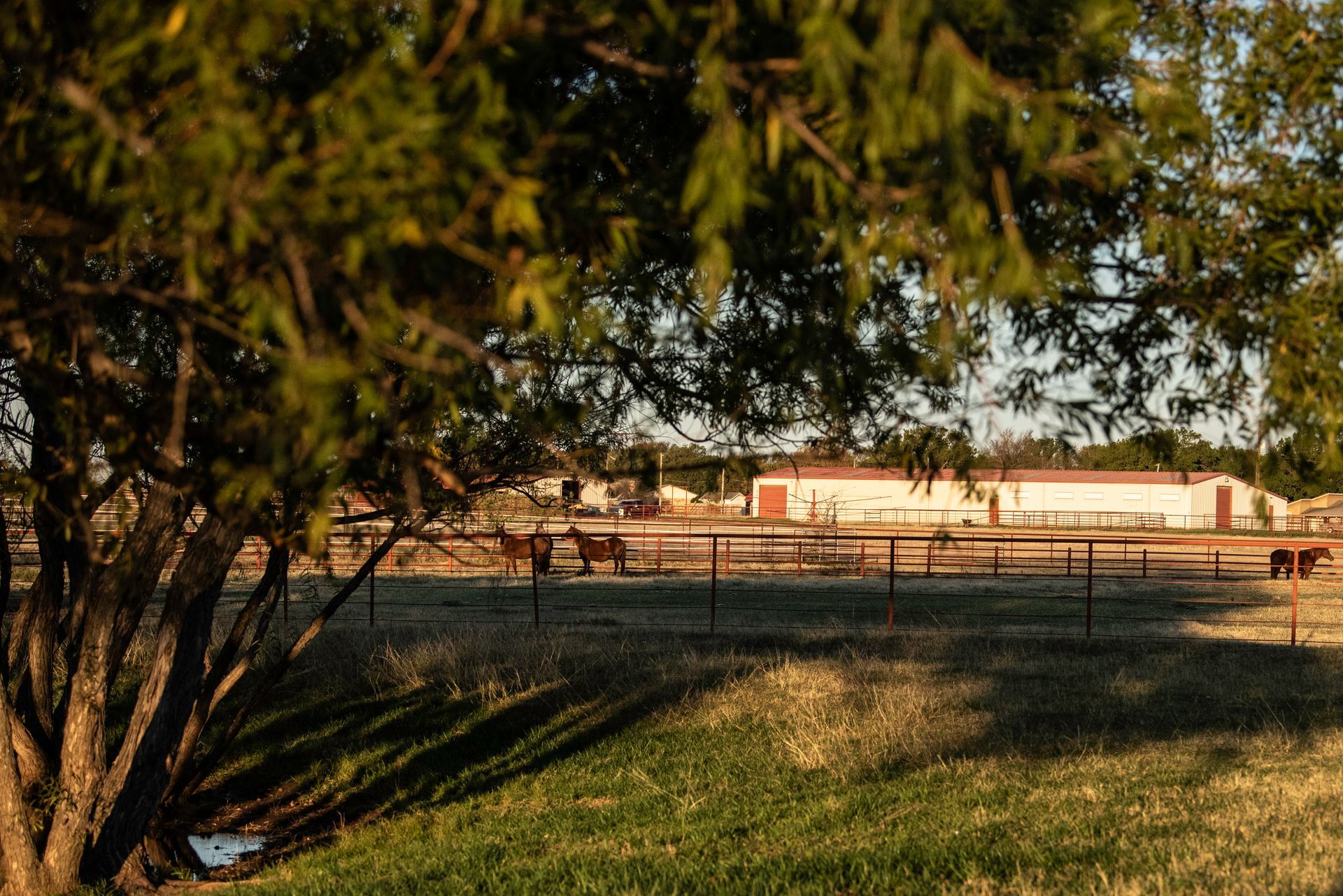 a horse is standing in a fenced in area behind a tree .