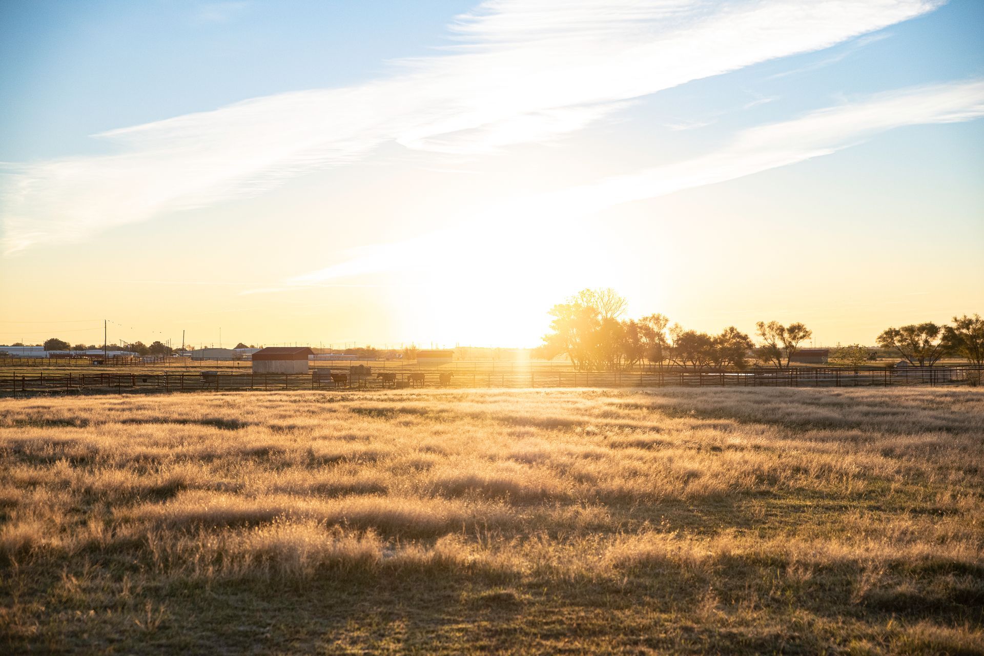 the sun is setting over a field of dry grass .