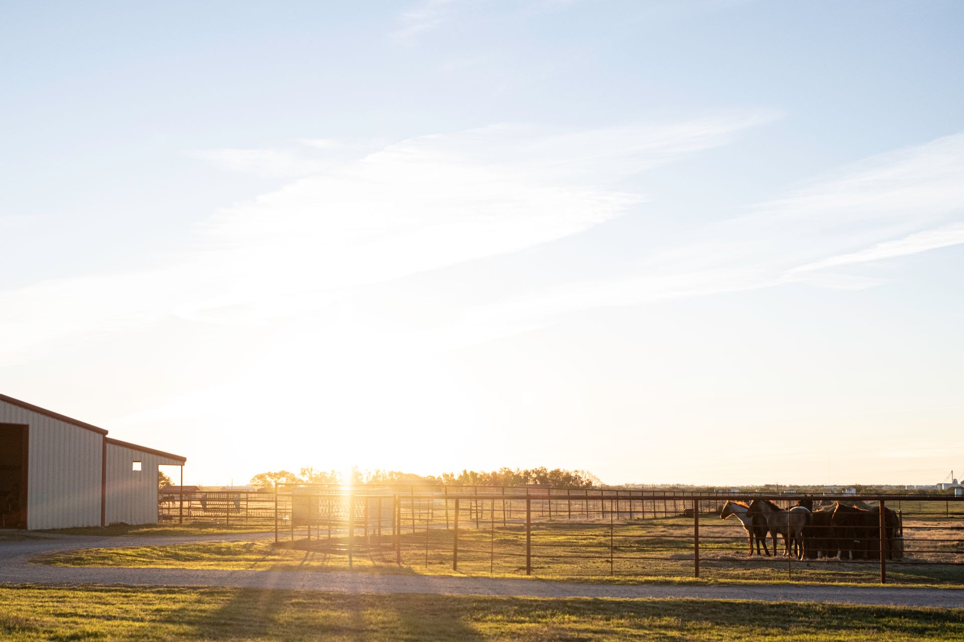 a herd of horses are standing in a fenced in area at sunset .
