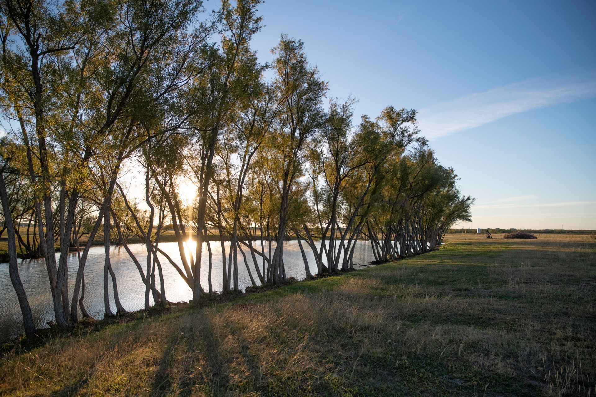 a row of trees next to a body of water .