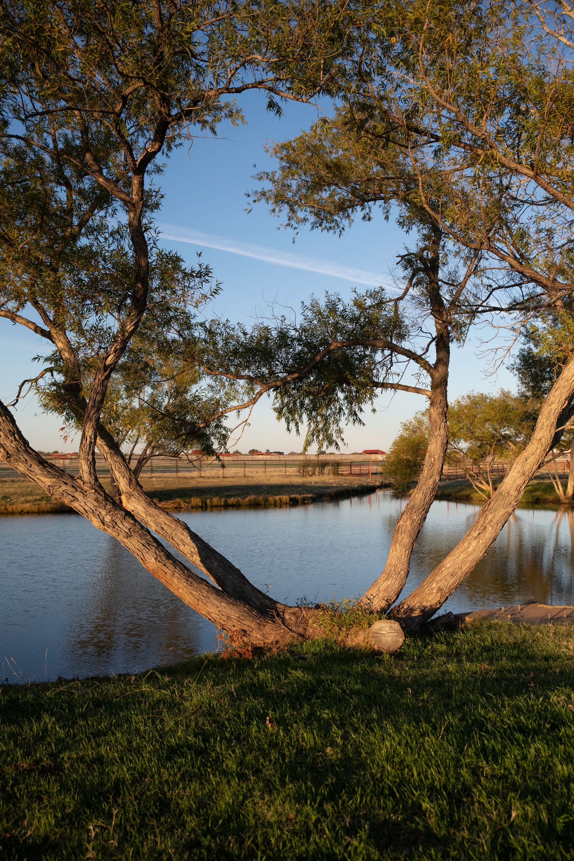 a tree with a heart shaped trunk is in front of a lake .