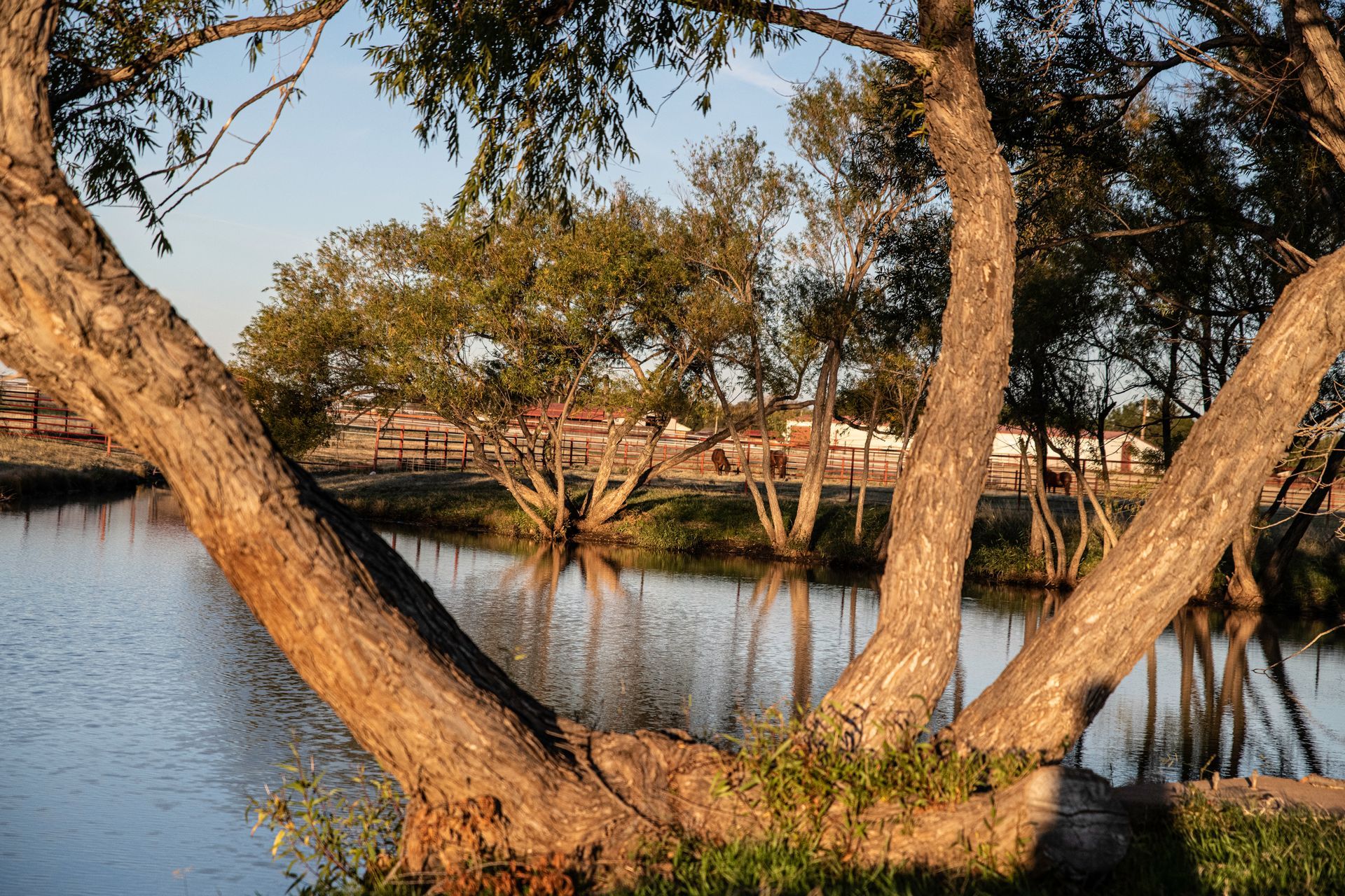 a tree branch is hanging over a body of water .