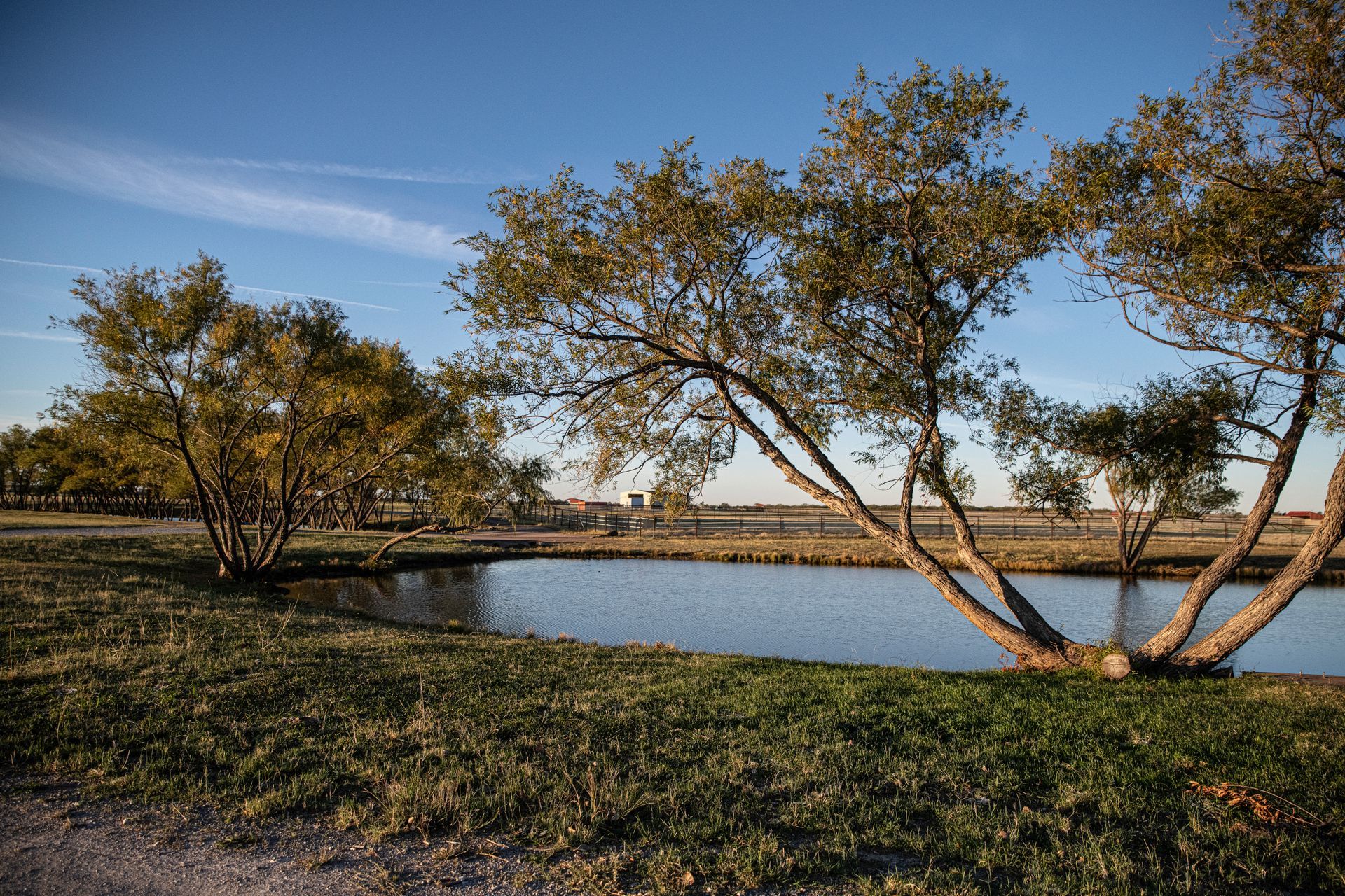 a tree is leaning over a pond in a field .