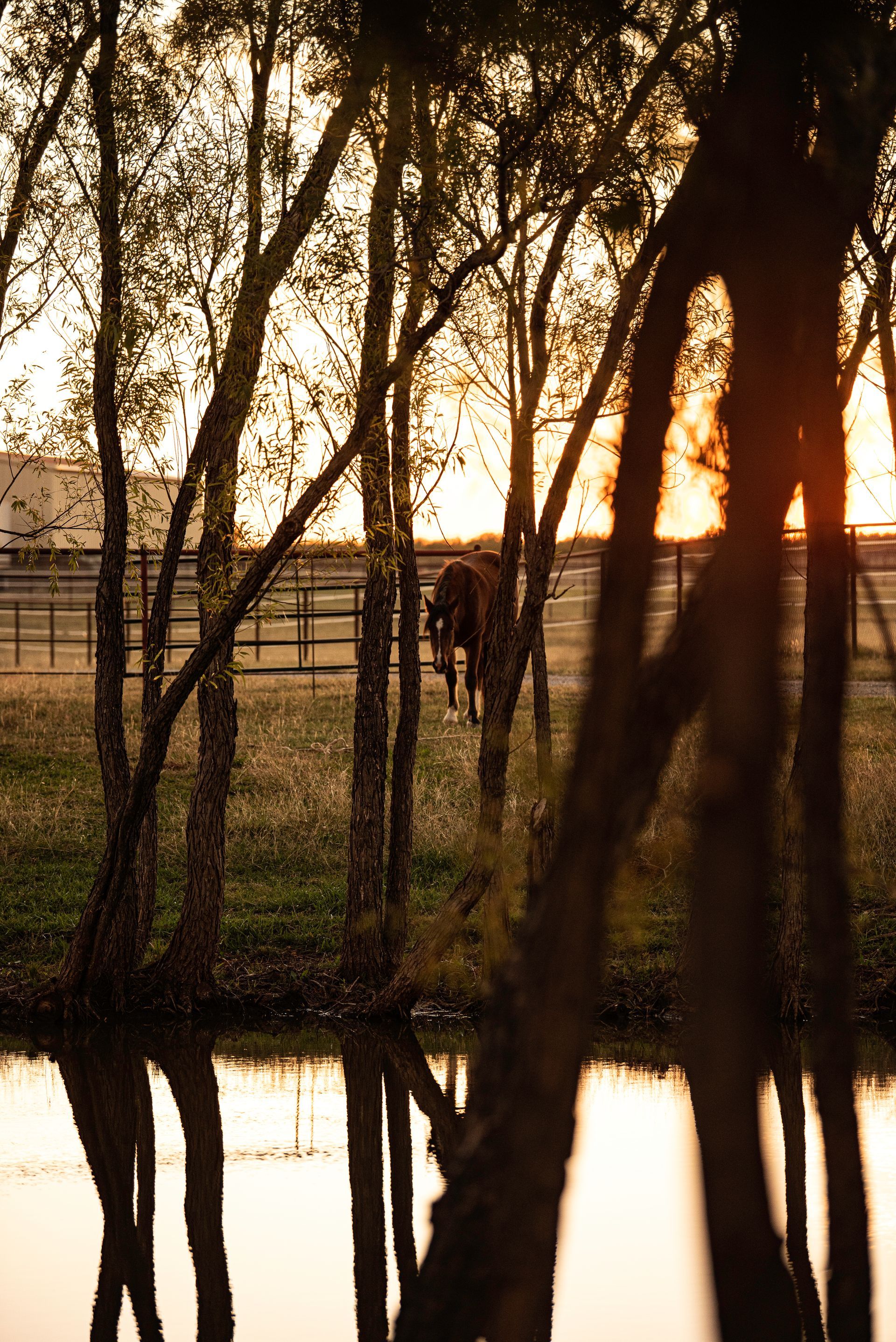 a horse is standing in a field next to a pond at sunset .